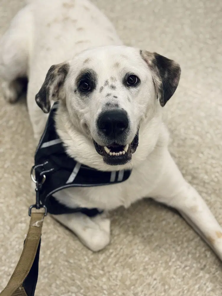 Ac - Neo - Great Pyrenees