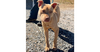 adoptable Dog in brewster, NY named Smiley McGee
