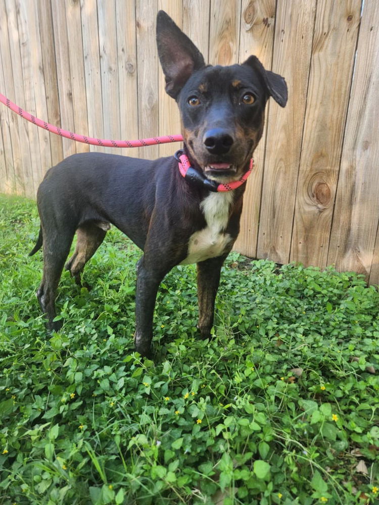 adoptable Dog in Brewster, NY named Sammie