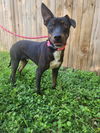 adoptable Dog in brewster, NY named Sammie