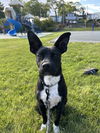 adoptable Dog in brewster, NY named Luca (Valley Five)
