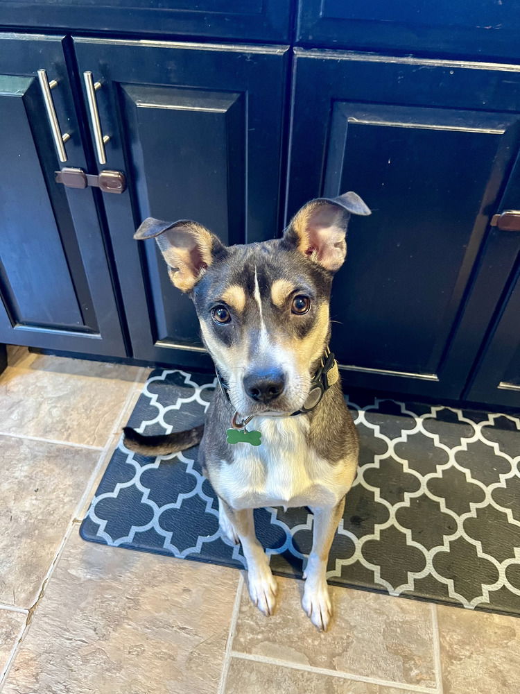 adoptable Dog in Brewster, NY named Bruno