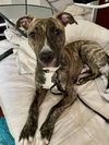 adoptable Dog in brewster, NY named Andie