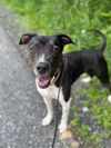 adoptable Dog in  named AC - Donny