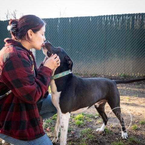 AC - DONNY - Labrador Retriever / English Pointer available for adoption