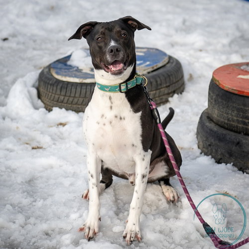 AC - DONNY - Labrador Retriever / English Pointer available for adoption