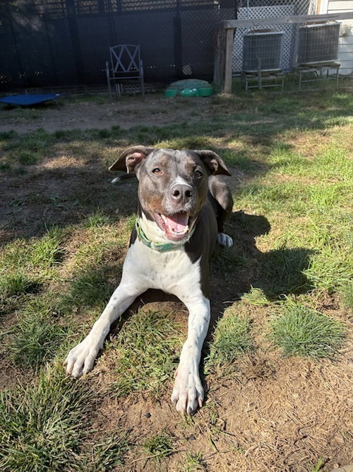 AC - Donny, an adoptable Labrador Retriever in Brewster, NY