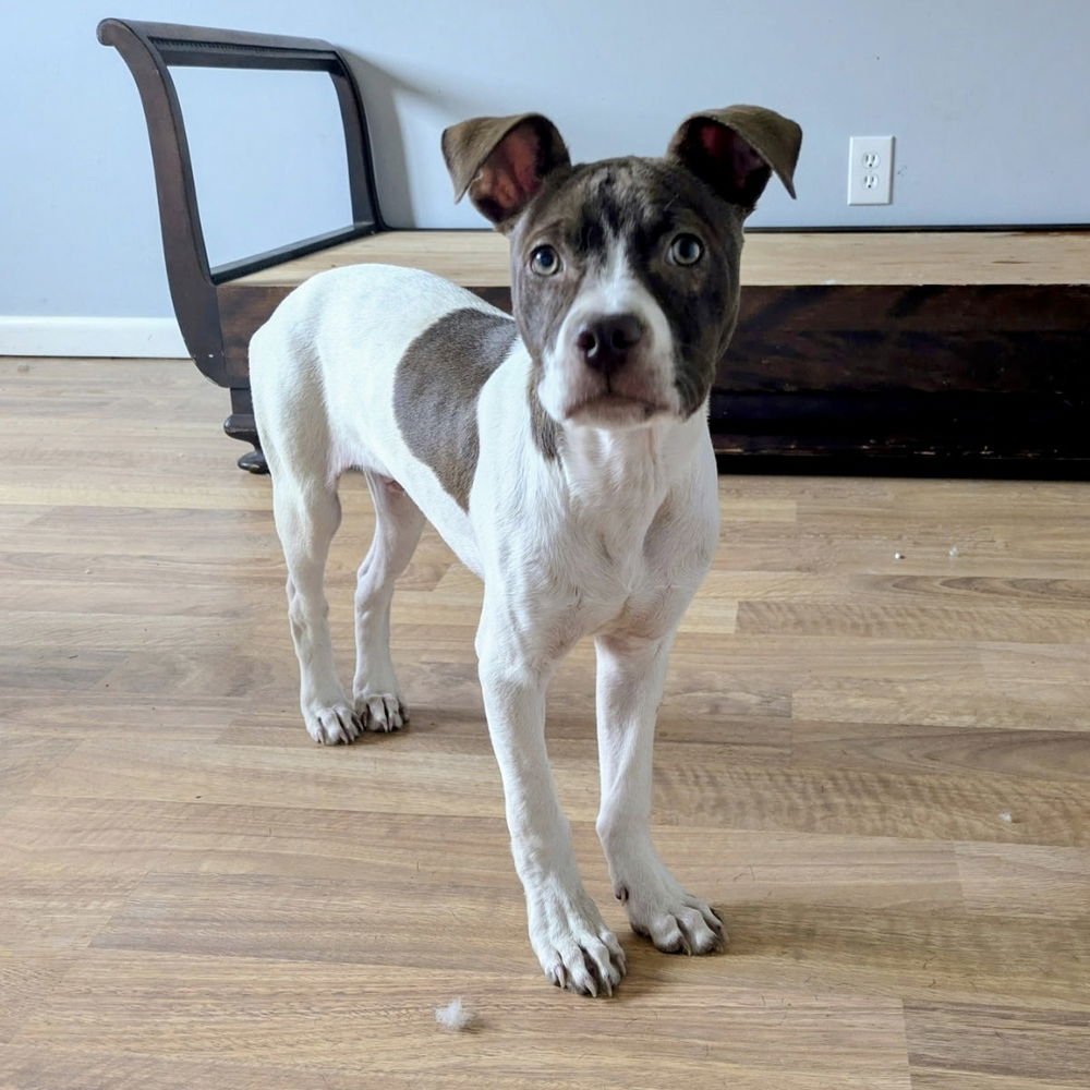 adoptable Dog in Brewster, NY named Finn (Gaither St. Litter)