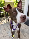 adoptable Dog in brewster, NY named Roxie (Gaither St. Litter)
