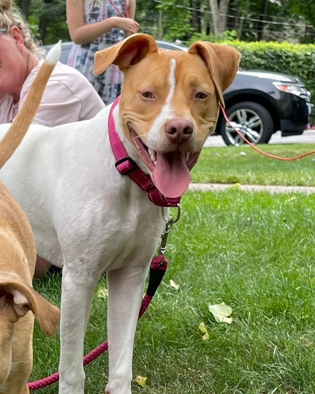 adoptable Dog in Brewster, NY named Fiona (Gaither St. Litter)