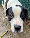 adoptable Dog in brewster, NY named Hermes