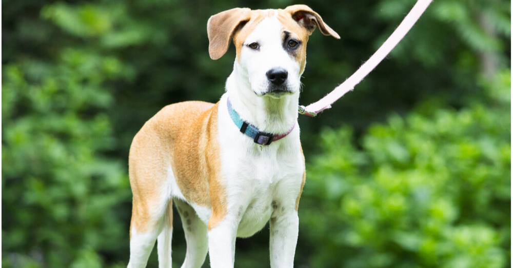 adoptable Dog in Brewster, NY named Eleanor (Ashlynn Litter)