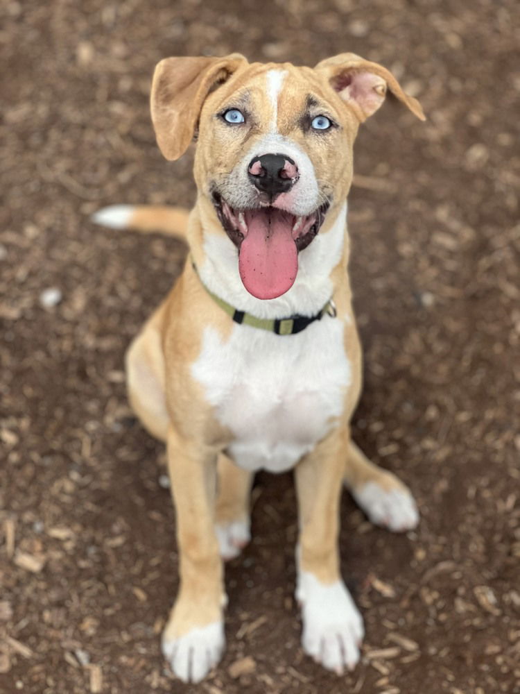 adoptable Dog in Brewster, NY named Margaret (Ashlynn Litter)