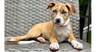 adoptable Dog in brewster, NY named Margaret (Ashlynn Litter)