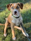 adoptable Dog in Brewster, NY named Margaret (Ashlynn Litter)