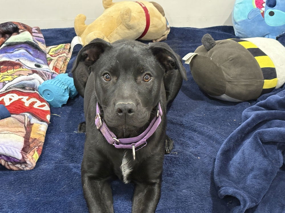 adoptable Dog in Brewster, NY named Bernice (SC Labs)