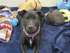 adoptable Dog in brewster, NY named Bernice (SC Labs)