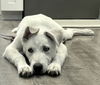 adoptable Dog in  named Lucy Loo