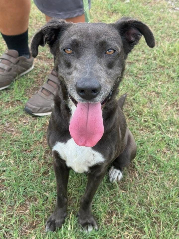 adoptable Dog in Brewster, NY named Leah (LS Labs)