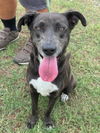 adoptable Dog in  named Leah (LS Labs)
