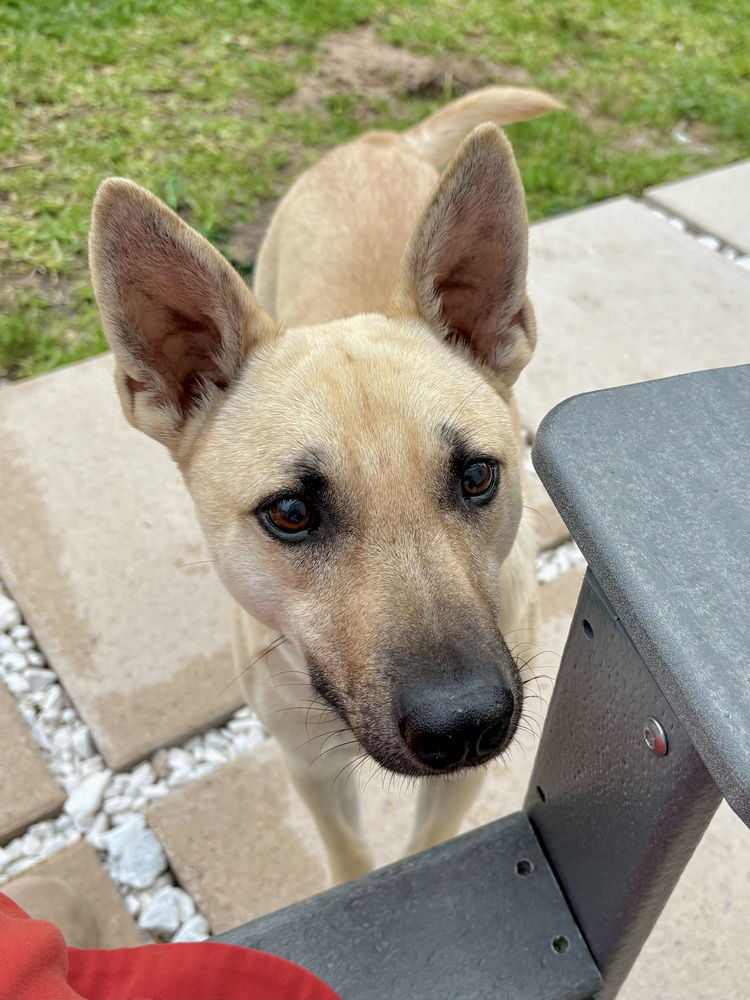 adoptable Dog in Brewster, NY named Bruno the Brilliant