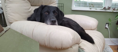 BLAKE - Labrador Retriever / Chow Chow available for adoption