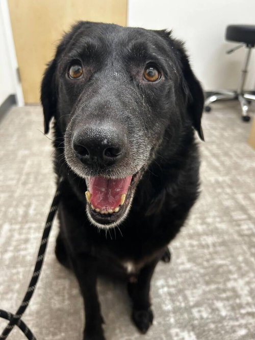 BLAKE - Labrador Retriever / Chow Chow available for adoption