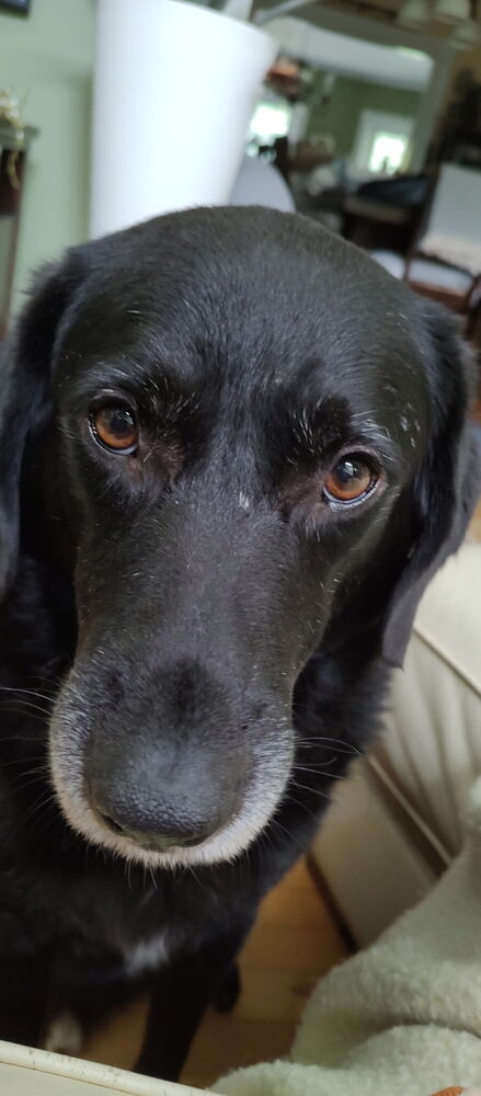 Blake