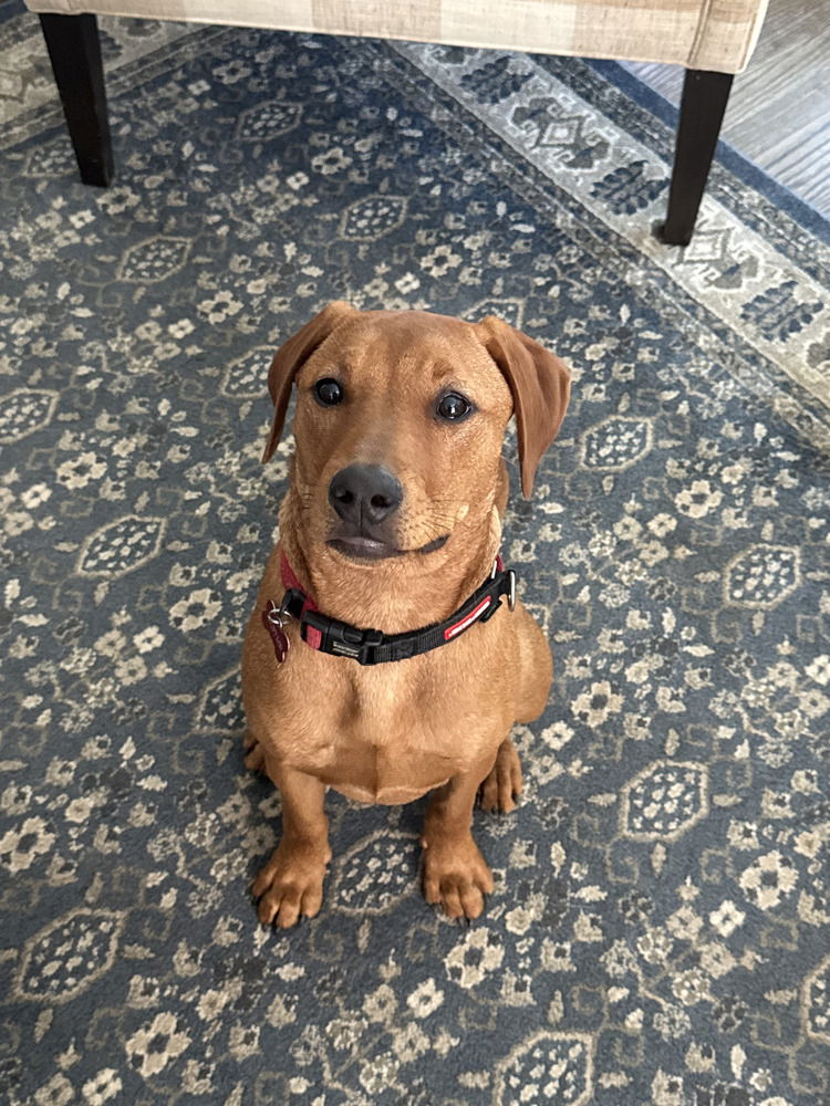 adoptable Dog in Brewster, NY named Babe