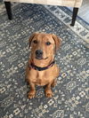 adoptable Dog in brewster, NY named Babe