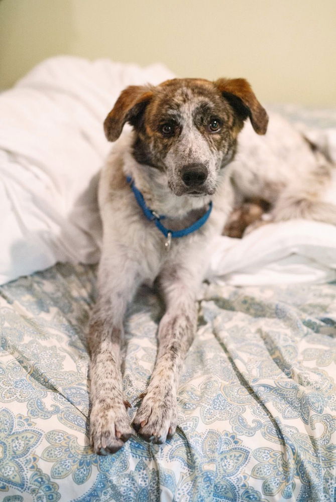 adoptable Dog in Brewster, NY named Cash the Charismatic