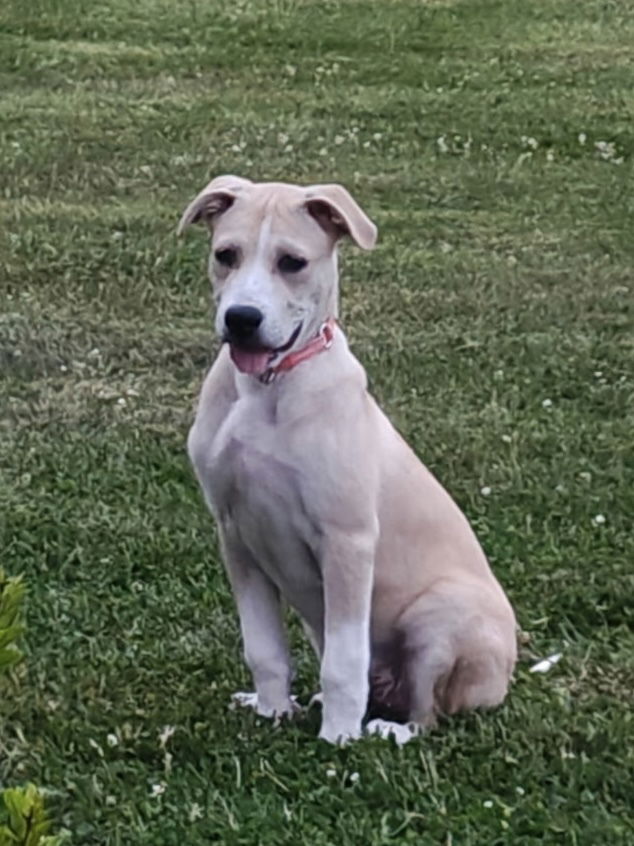 adoptable Dog in Brewster, NY named Maple (Tree Litter)
