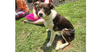 adoptable Dog in Brewster, NY named Abbott (Cartersville Pups)