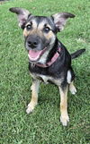 adoptable Dog in brewster, NY named Costello (Cartersville Pups)