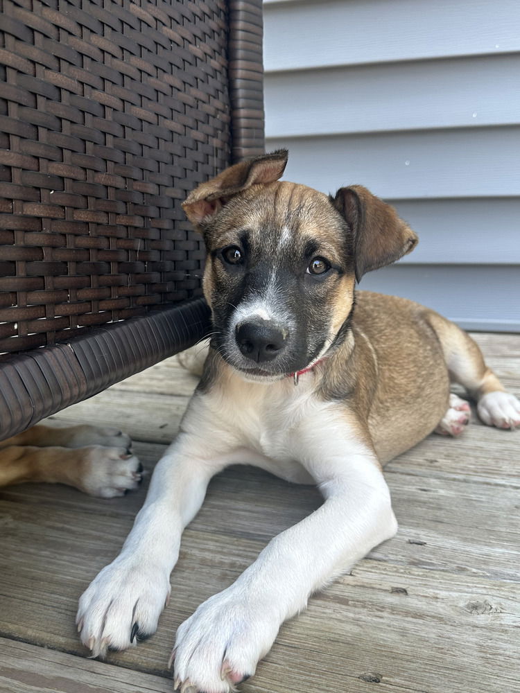 adoptable Dog in Brewster, NY named Embrace (E Siblings)