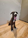 adoptable Dog in brewster, NY named Cedar (Nature Litter)
