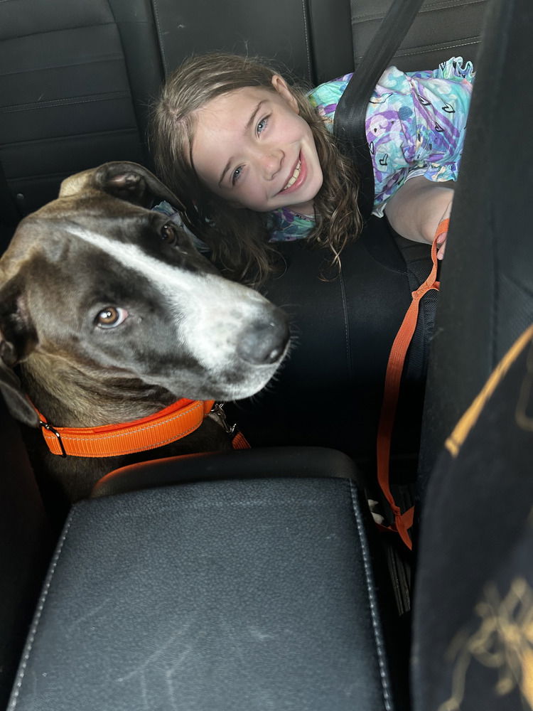 adoptable Dog in Brewster, NY named Cedar (Nature Litter)