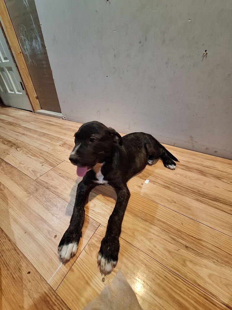 adoptable Dog in Brewster, NY named Fern (Nature Litter)
