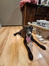 adoptable Dog in brewster, NY named Rain (Nature Litter)