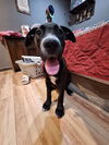 adoptable Dog in brewster, NY named Ivy (Nature Litter)