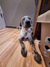 adoptable Dog in  named Honeycomb (Cereal Litter)