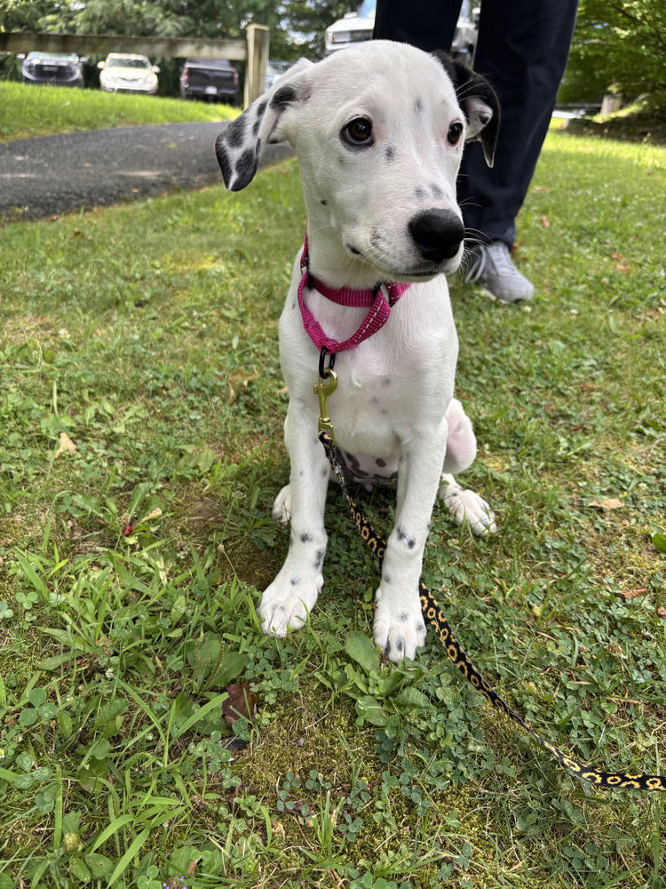 adoptable Dog in Brewster, NY named Lucky Charm (Cereal Litter)