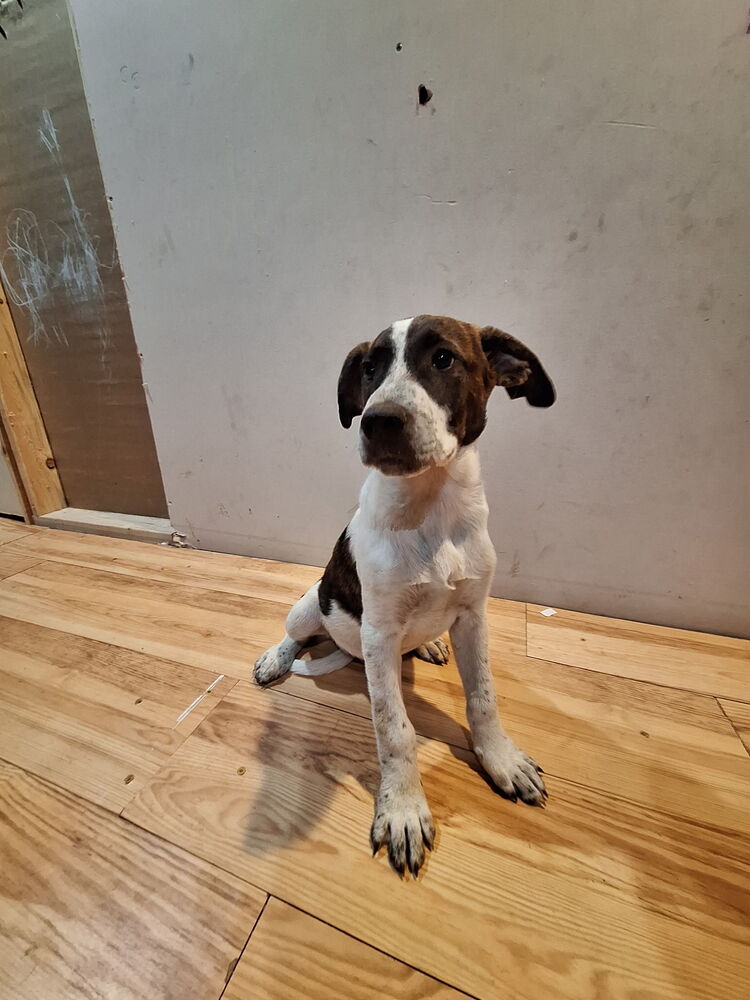 adoptable Dog in Brewster, NY named Apple Jacks (Cereal Litter)