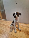 adoptable Dog in brewster, NY named Apple Jacks (Cereal Litter)