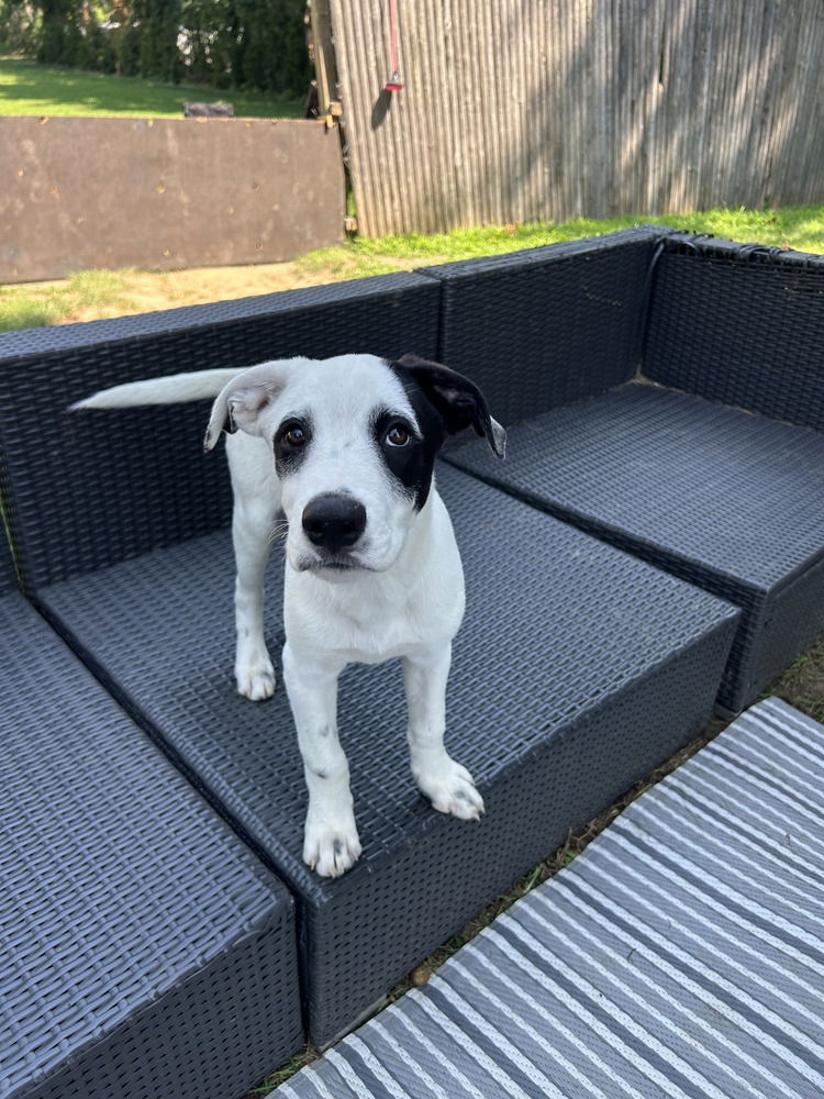 adoptable Dog in Brewster, NY named Cheerio (Cereal Litter)