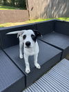 adoptable Dog in brewster, NY named Cheerio (Cereal Litter)