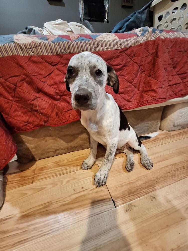 adoptable Dog in Brewster, NY named Reeses Puff (Cereal Litter)