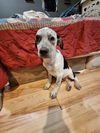 adoptable Dog in brewster, NY named Reeses Puff (Cereal Litter)