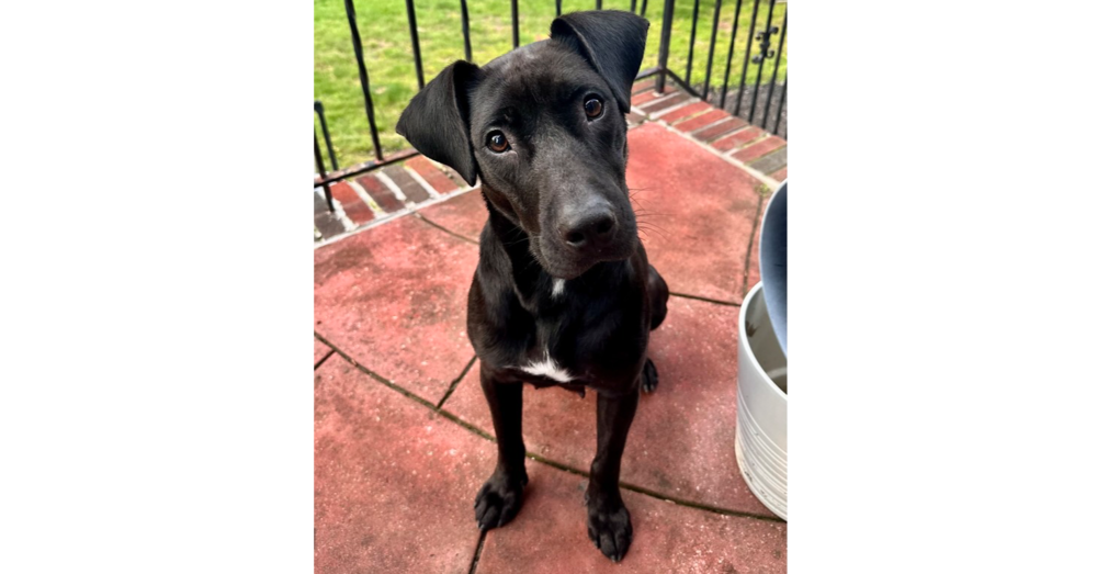 adoptable Dog in Brewster, NY named Gum Drop (momma)