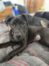 adoptable Dog in  named Lilo (Rion Litter)
